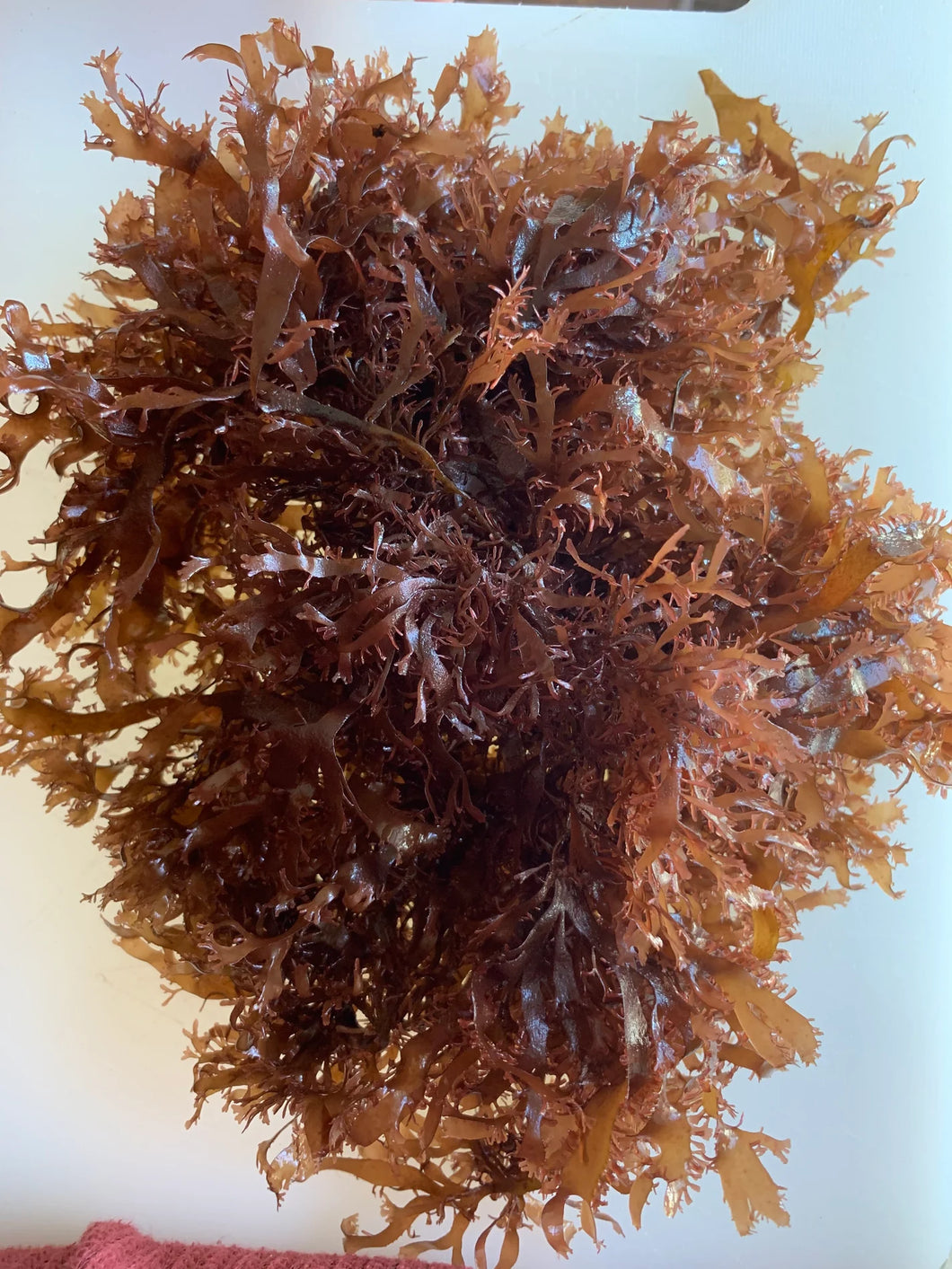Oregon Sun Dried Pacific Dulse Seaweed Whole